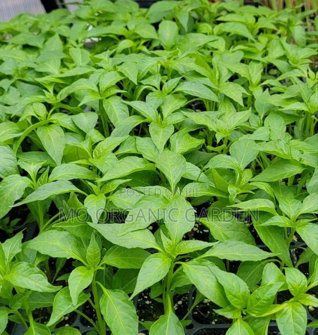 Balthazar Blaze F1 – Super Hot Pepper Seedlings Plant photo 2