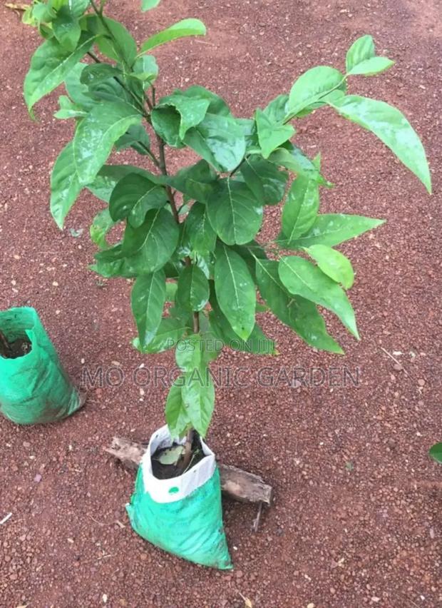 Exotic Sugar Apple Seedlings