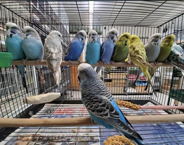 Budgerigar Birds