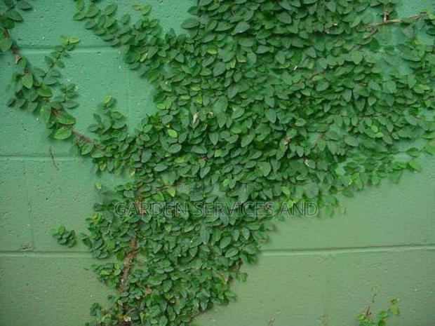 Wall Ficus For Sale photo 5