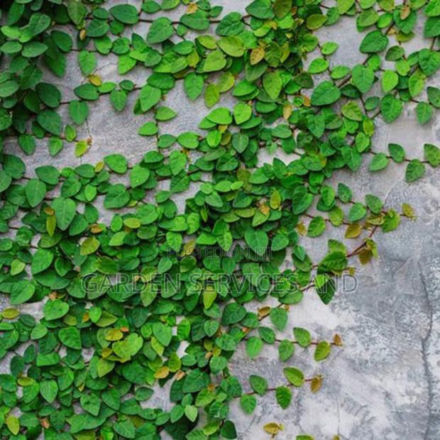 Wall Ficus For Sale photo 4