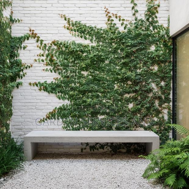Wall Ficus For Sale