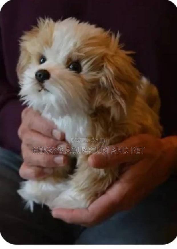 1-3 months Female Purebred Maltese · Photo 3