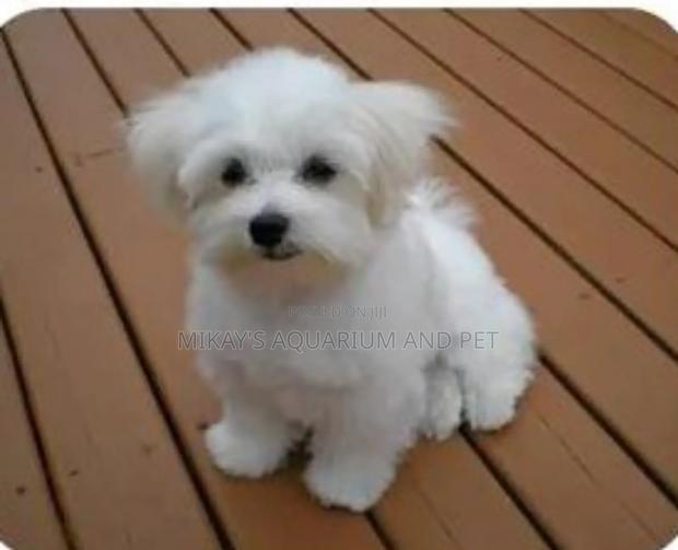 1-3 months Female Purebred Maltese · Photo 4