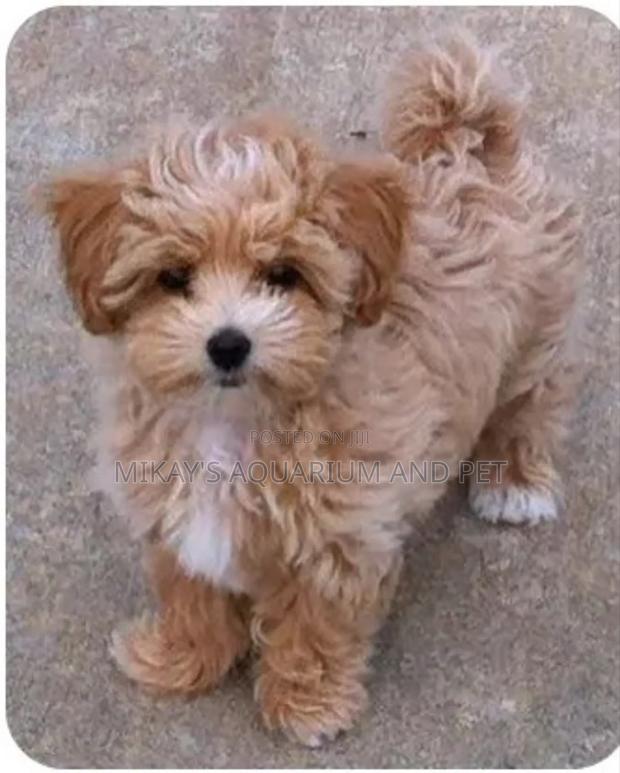 3-6 months Female Purebred Maltese · Photo 3