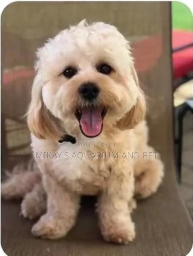 3-6 months Female Purebred Maltese · Photo 4