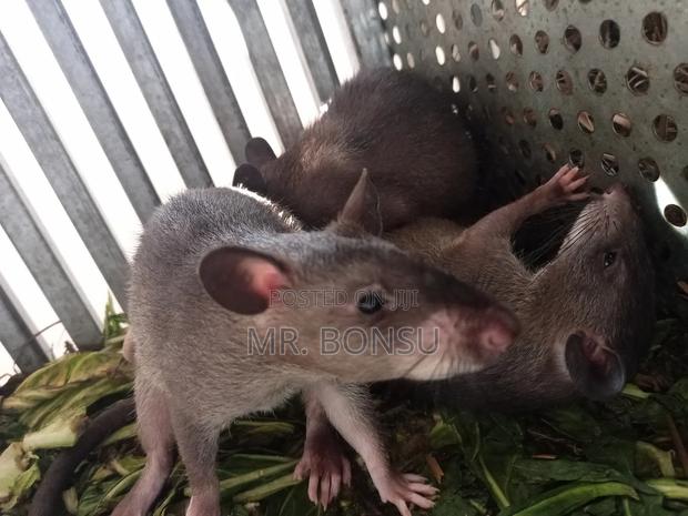 African Giant Pouched Rat (Kusie) for Breeding Read Description · Photo 4