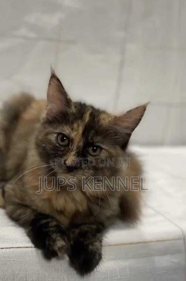 3-6 months Female Purebred Maine Coon · Photo 3