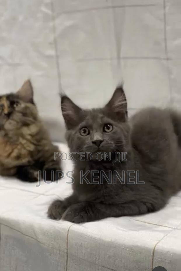 3-6 months Female Purebred Maine Coon · Photo 4