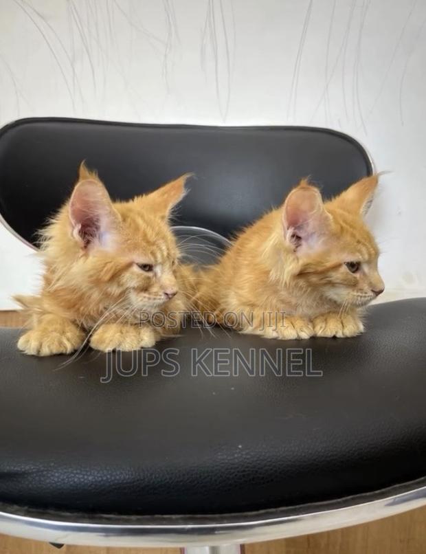 1-3 months Female Purebred Maine Coon · Photo 4