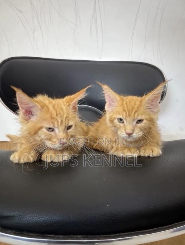 1-3 months Female Purebred Maine Coon · Photo 3