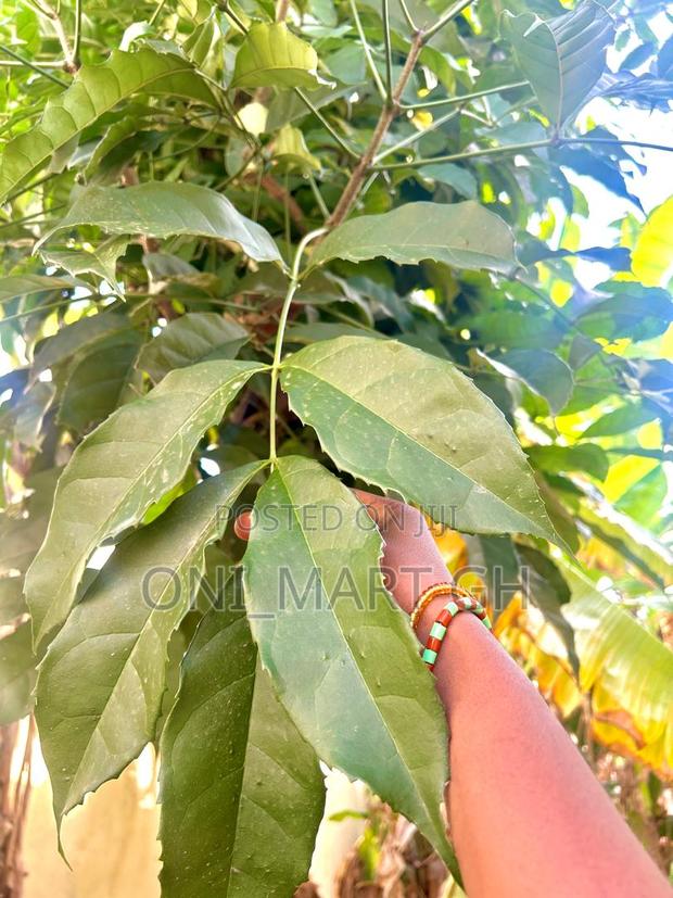 Fertility Leaf/ New Bouldia Leaf