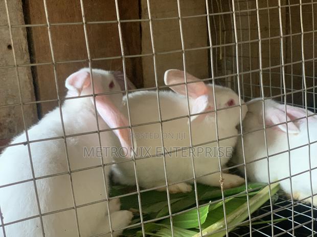 Meat Rabbits photo 6