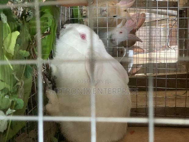 Meat Rabbits photo 4