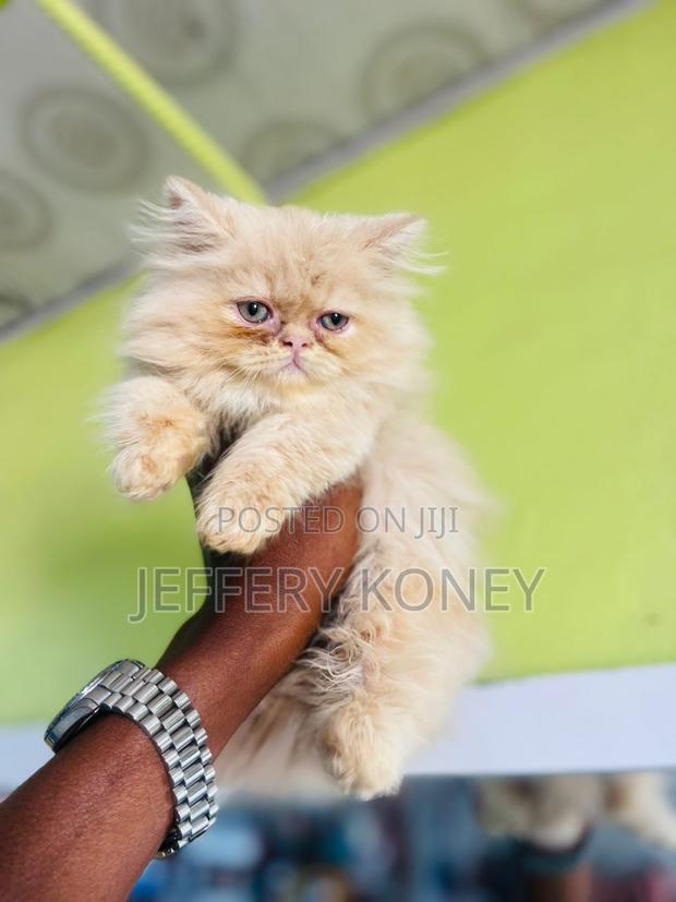 1-3 months Male Purebred Persian · Photo 2