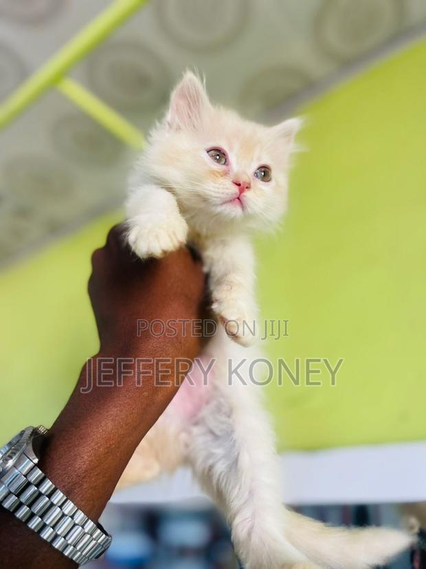 1-3 months Male Purebred Persian · Photo 3