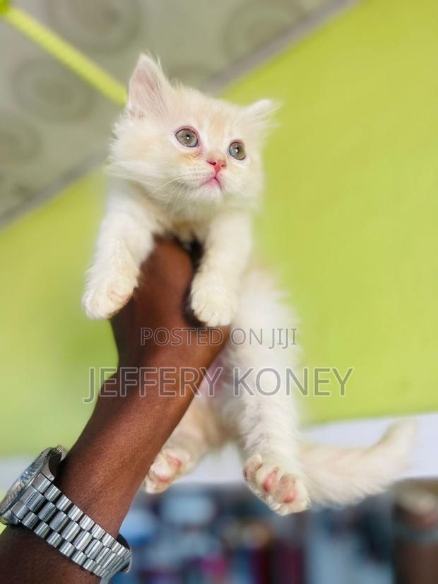 1-3 months Male Purebred Persian · Photo 4