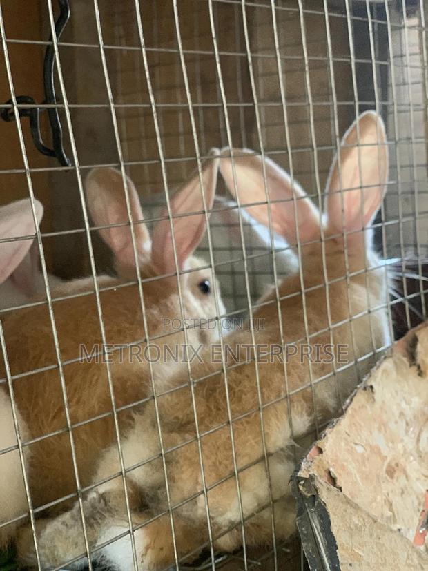 Meat Rabbits photo 3