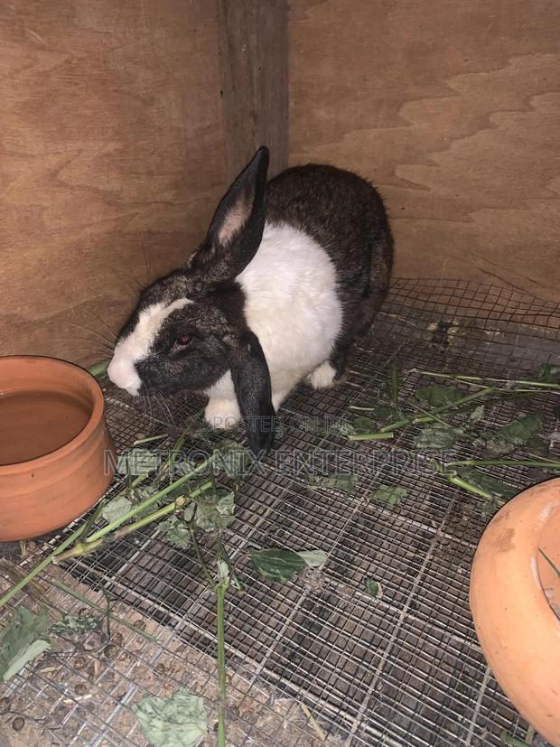 Meat Rabbits photo 2