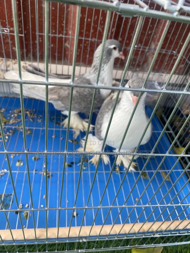 Lahore Bird
