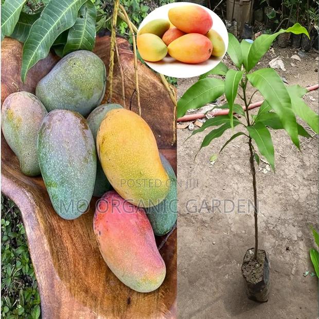 Grafted Mango Seedlings (Valencia Pride Variety)