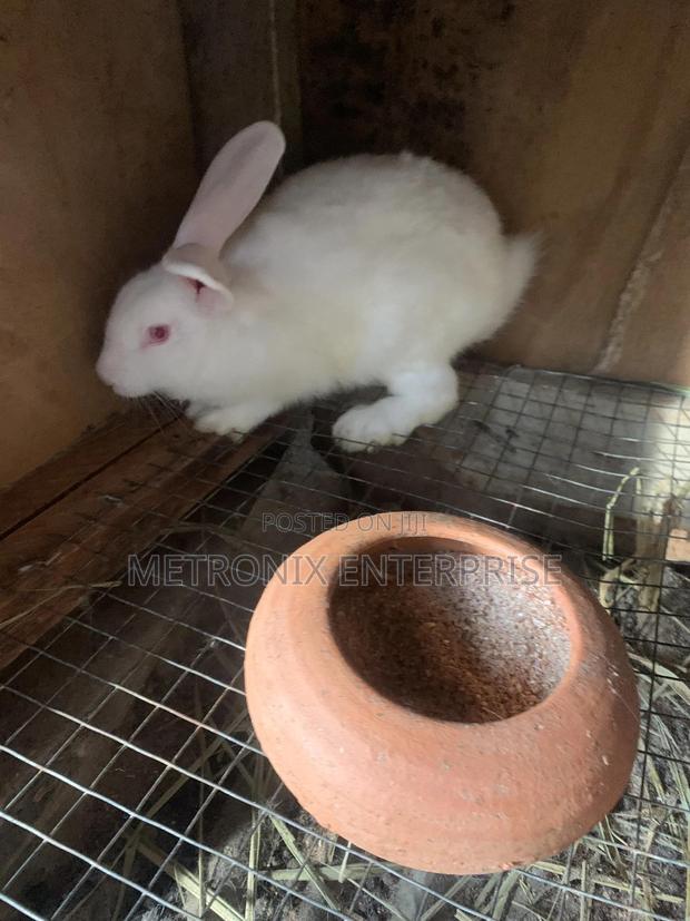Meat Rabbits photo 8