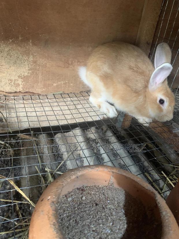 Meat Rabbits photo 7