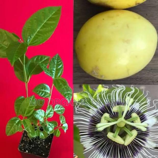 Yellow Giant Panama Passion Fruit Seedlings