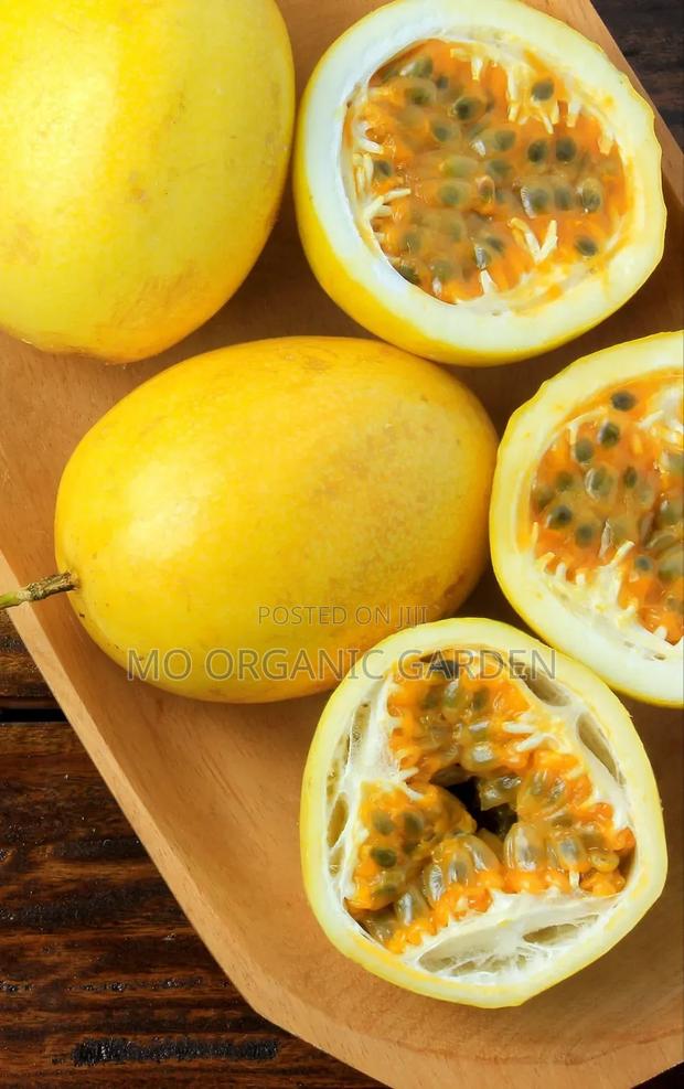 Yellow Giant Panama Passion Fruit Seedlings photo 2