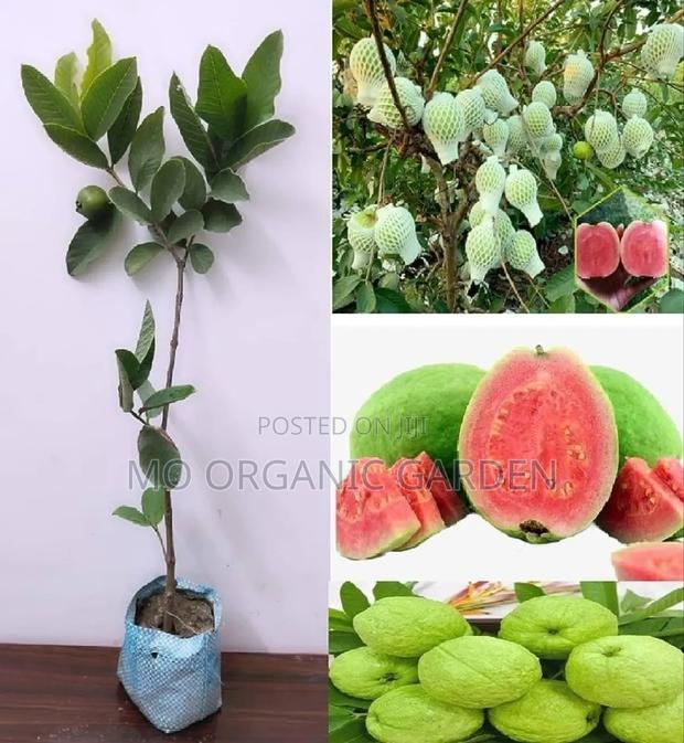 Pink Guava Seedlings