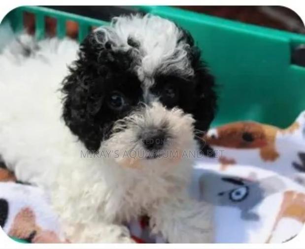 1-3 months Male Purebred Poodle · Photo 4