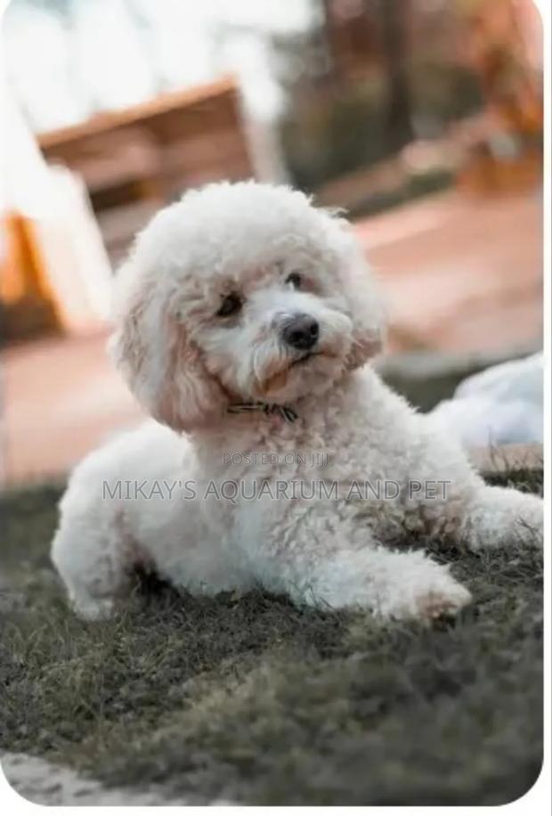 1-3 months Female Purebred Poodle · Photo 4