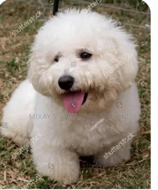 1-3 months Female Purebred Poodle · Photo 3