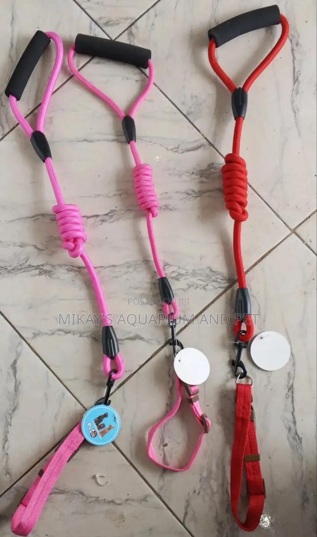 Leash With Collar for Dogs and Cats · Photo 2