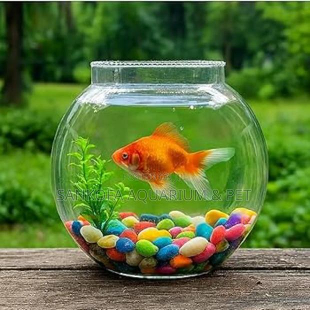 Packaging Glass Bowl With Accessories 1 Fish · Photo 2