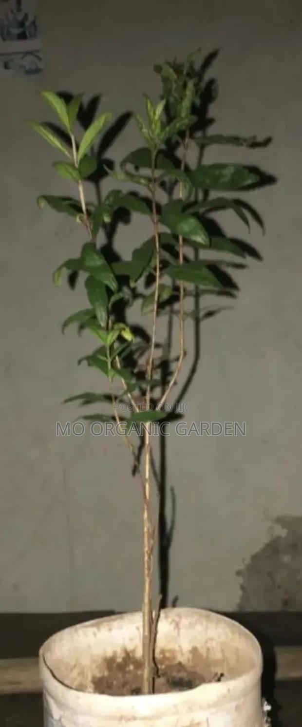 Pink Satin Pomegranate Seedlings– Sweet Red Fruit Plant for Garden