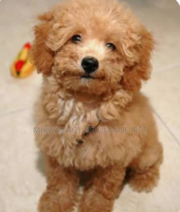 1-3 months Female Purebred Poodle · Photo 3