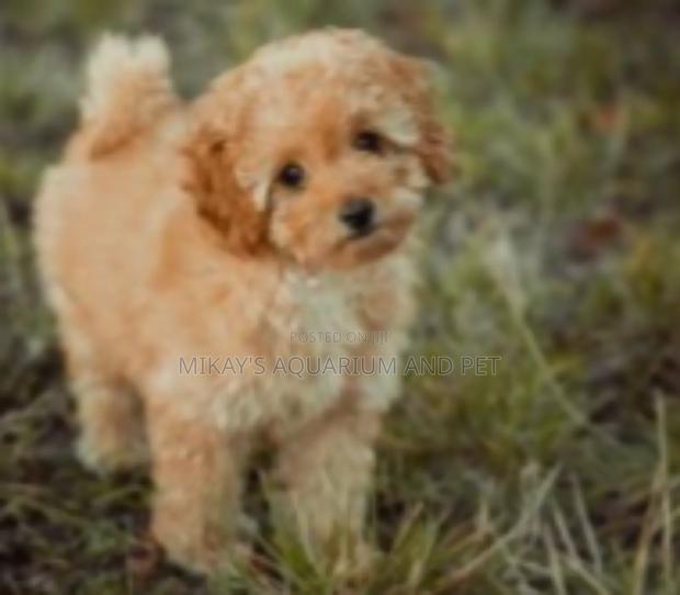 1-3 months Female Purebred Poodle · Photo 4