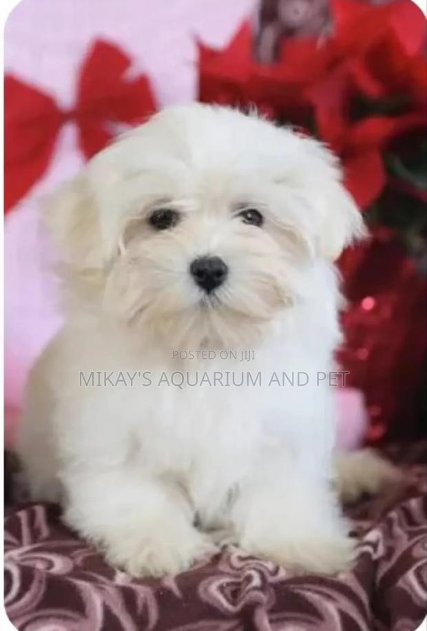 1-3 months Female Purebred Poodle · Photo 3