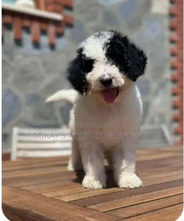 1-3 months Female Purebred Poodle · Photo 4