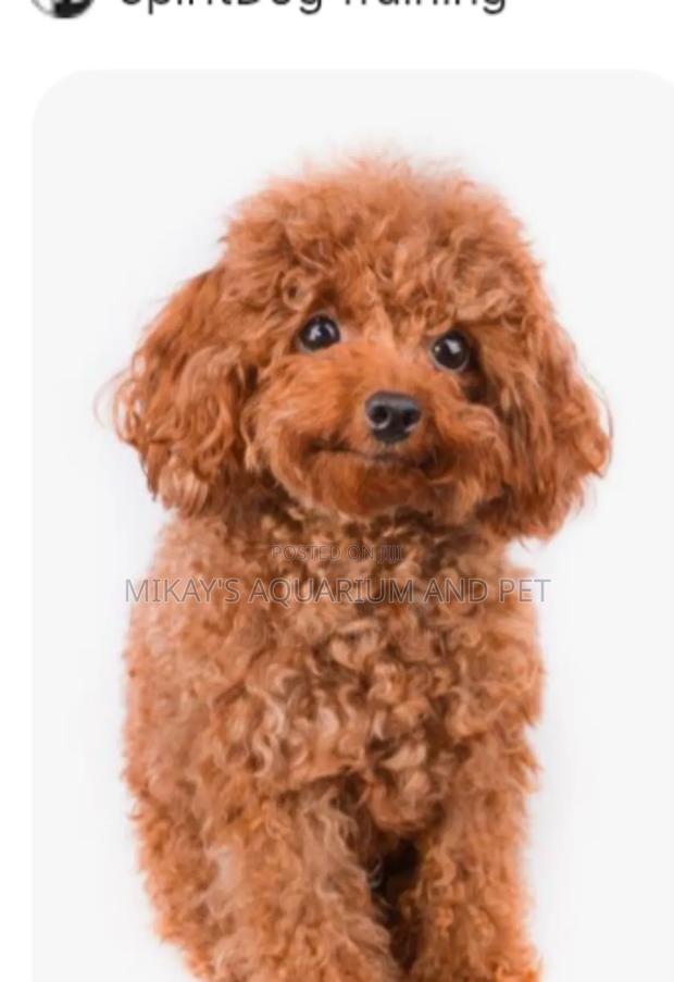 1-3 months Female Purebred Maltese · Photo 3