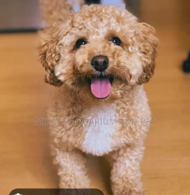 1-3 months Female Purebred Maltese · Photo 4
