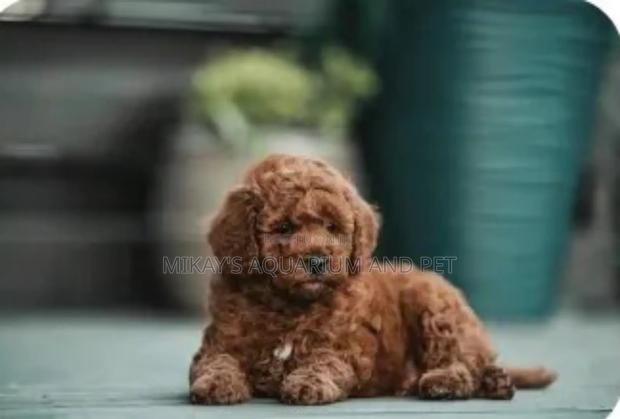 1-3 months Male Mixed Breed Maltese · Photo 4