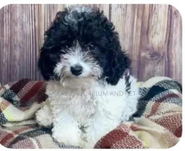 1-3 months Male Mixed Breed Poodle · Photo 4
