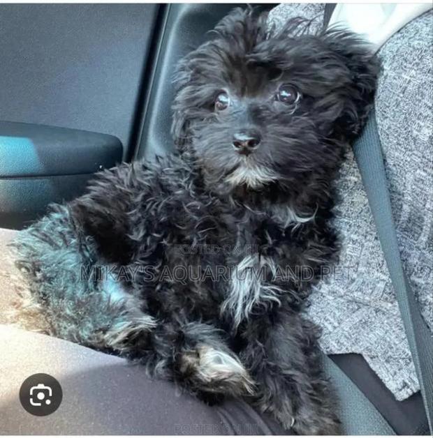 1-3 months Female Purebred Maltese · Photo 4
