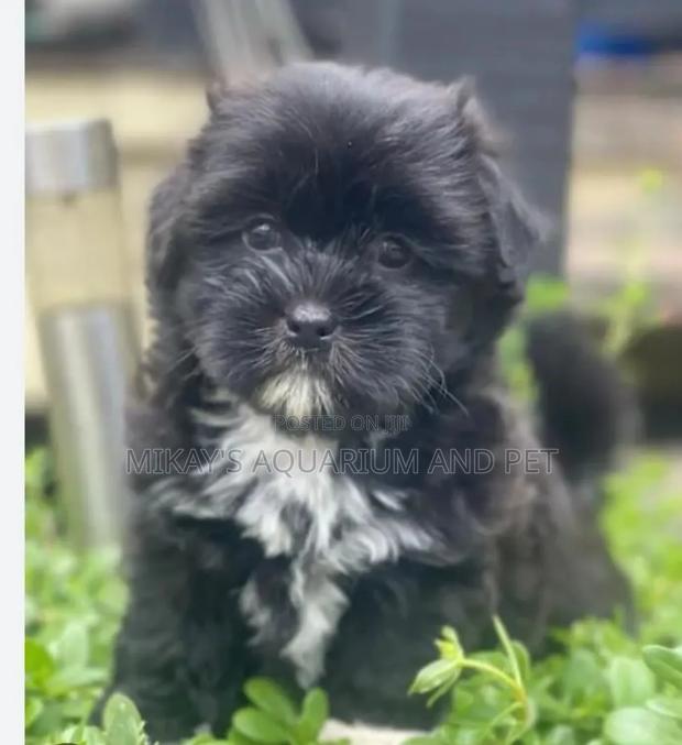 1-3 months Female Purebred Maltese · Photo 4