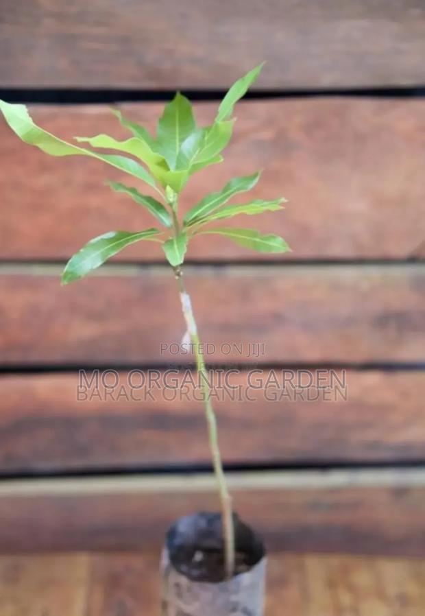 Grafted Mango Julie Plant Seedlings
