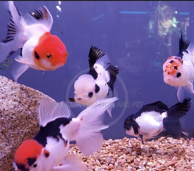 Tricolor Goldfish · Photo 3