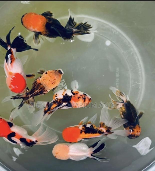 Tricolor Goldfish · Photo 4
