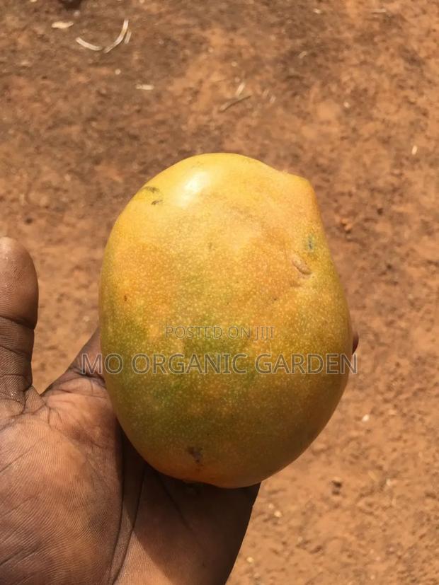 Grafted Mango Julie Plant Seedlings photo 2